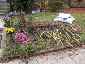 Looks marginally better after raking out the leaves...except that it just shows how much it needs to be weeded.