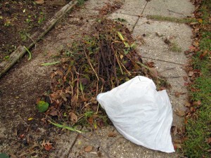 The pile of stuff I pulled out.  Weeds in this garden come in three types: crab grass, dandelions, and violets.  In the Fall you also get fungus (eeewww!).