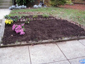 Ready for winter: the black-eyed Susans have been trimmed and the seeds sown, the irises trimmed, and everything weeded.  In a month I'll have to cut back the mums.