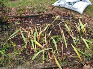 I am Jill's neglected garden.  These irises bloomed in April; they should have been trimmed by now.