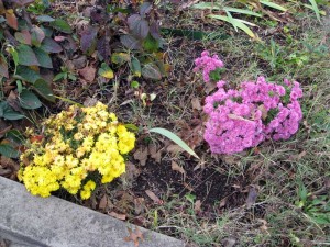 These mums cost $11.99 at Kmart last year.  I was surprised they came back.