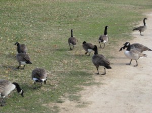 They are by no means small animals. If I'd had bread products on me I would have been scared.