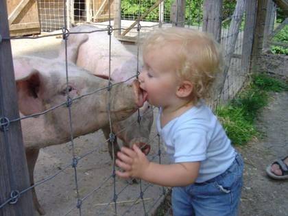 Piggies Some people like to get their swine flu the old fashioned way.