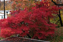 Japanese maple tree 11-12-2006
