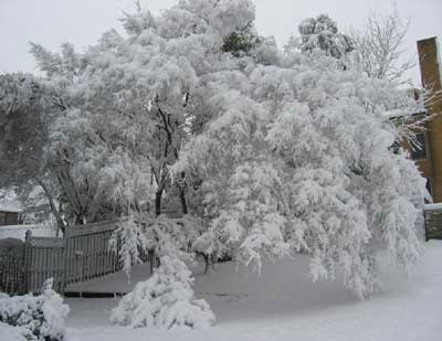 Maple tree, with snow